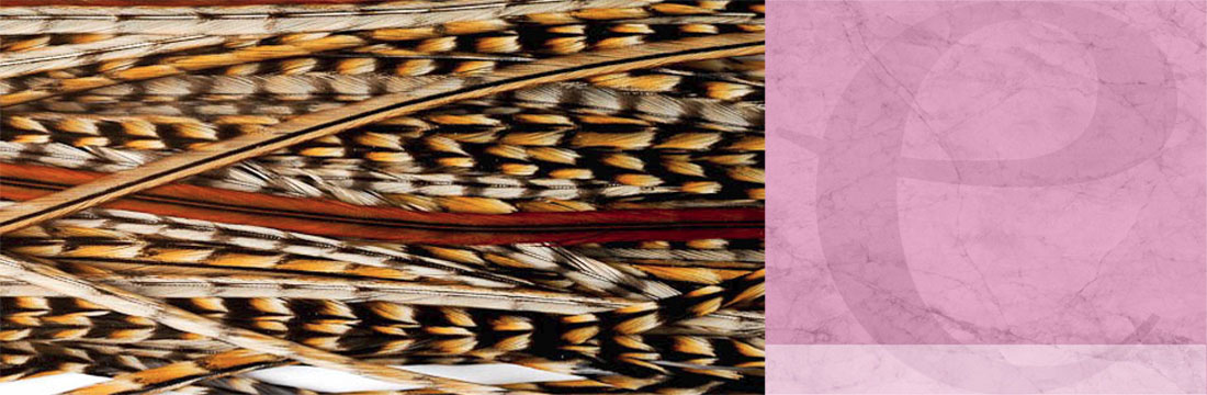 Vogelfedern-Verlängerungen Vogelfedern-Verlängerungen